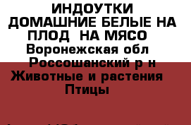 ИНДОУТКИ ДОМАШНИЕ БЕЛЫЕ НА ПЛОД, НА МЯСО - Воронежская обл., Россошанский р-н Животные и растения » Птицы   